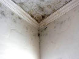 Why You Should Choose Our Mold Remediation Services in Phoenix, IL