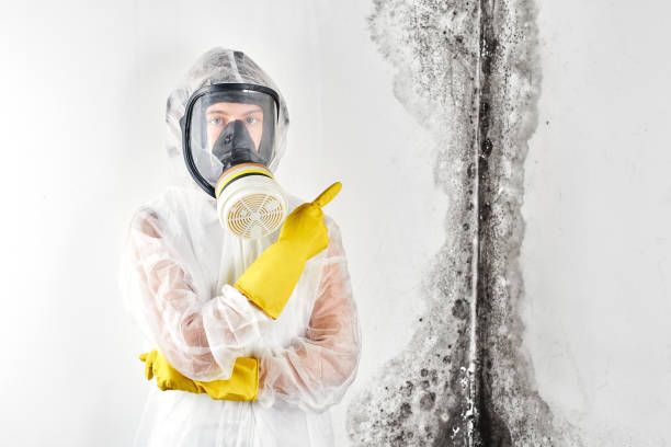 Best Mold Damage Restoration  in Phoenix, IL