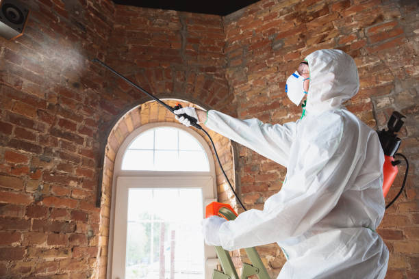 Best Environmental Consulting for Mold Prevention  in Phoenix, IL